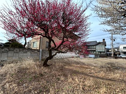 練馬区東大泉3丁目 土地 土地写真