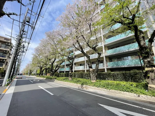 桜並木である桜田通りに面したマンションです