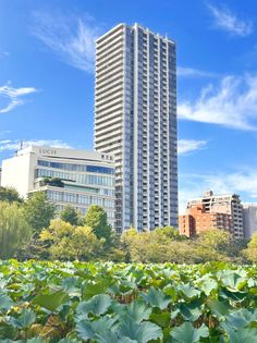 Brillia Tower上野池之端 外観