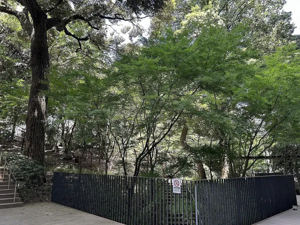 敷地北側の保全緑地＼明治通りからフォレスト棟エントランスに続きます