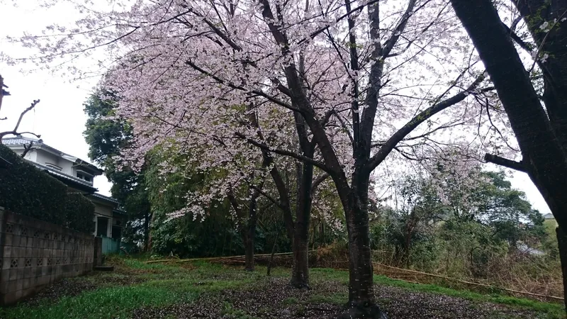 山林部分：桜の木があります