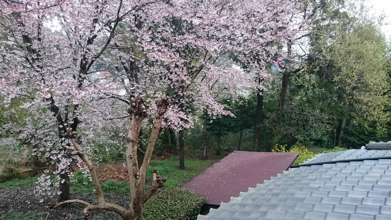 山林部分：桜の木があります