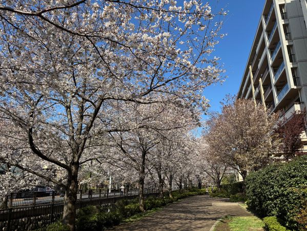 パークシティ武蔵野桜堤フォレストハウスB その他現地