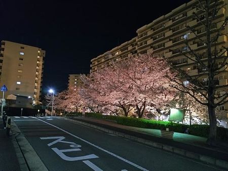 マンション敷地内ライトアップ桜