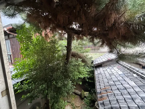 南側２階から中庭を望む