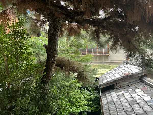 南側２階から中庭を望む