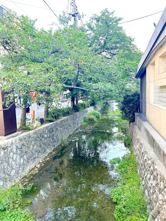 現地から約100ｍの西木屋町通・高瀬川