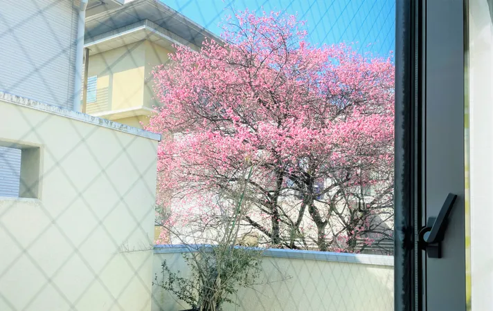 隣地（京都地方気象台）の梅の木が借景で望めます。
