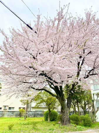 中京区西ノ京笠殿町 隣地（京都地方気象台）の桜が借景で望めます。