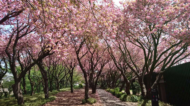 【眺望】物件近くの「菊名桜山公園」ではきれいな八重桜が望めます（季節による）。