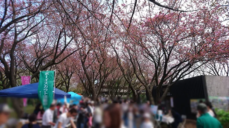 【眺望】「菊名桜山公園」で開催される「桜まつり」では多くの人でにぎわいます。