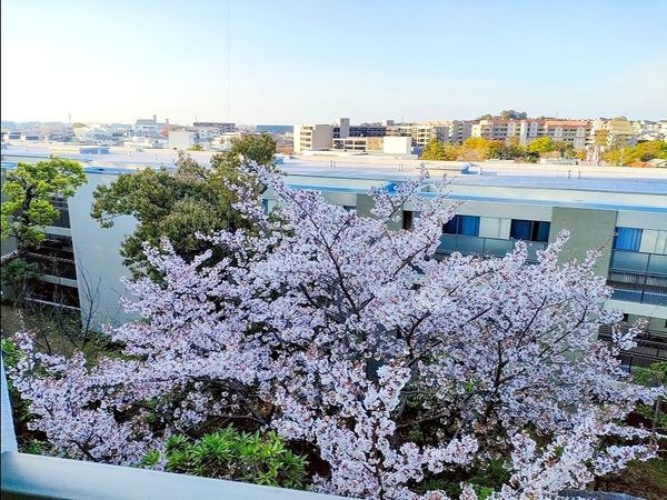 東急ドエル・アルス苦楽園桜町 眺望