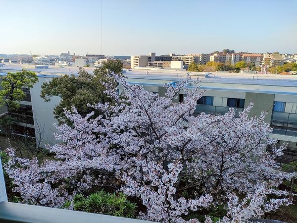 東急ドエル・アルス苦楽園桜町 眺望 東急ドエル・アルス苦楽園桜町 眺望