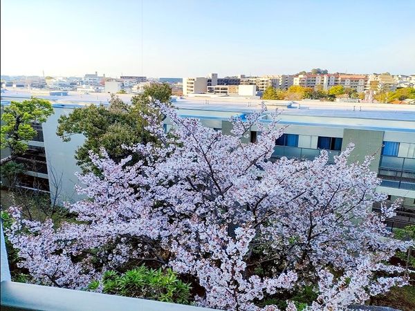 東急ドエル・アルス苦楽園桜町 眺望 東急ドエル・アルス苦楽園桜町 眺望
