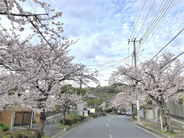 近隣街並みの桜並木