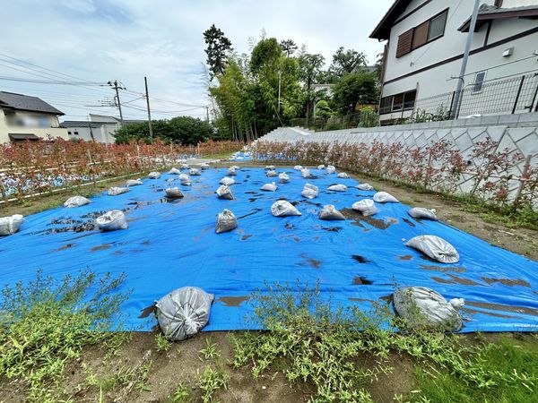 藤沢市鵠沼桜が岡1丁目 土地 C区画 土地写真