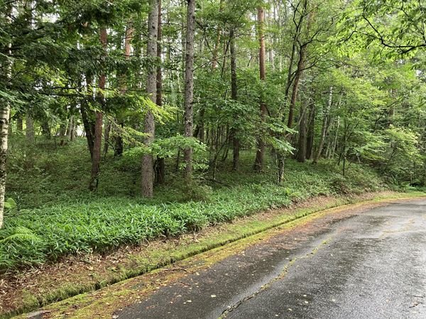 八ヶ岳中央高原三井の森 前面道路含む外観