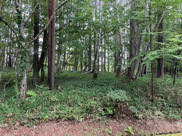 現地画像