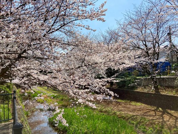 小金井市貫井南町4丁目 土地 その他 小金井市貫井南町4丁目 土地 その他