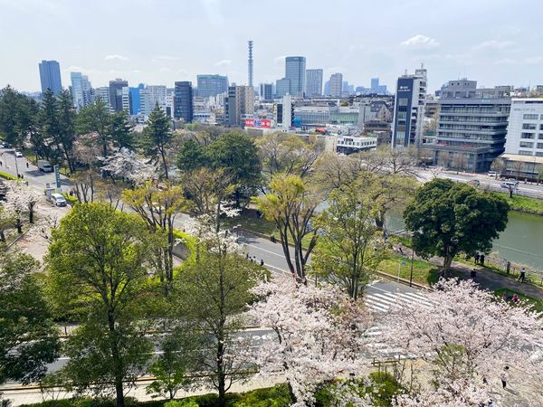 パークコート千代田富士見ザ タワー 4月期の桜を望む