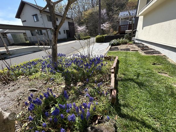 紫山5丁目 戸建 庭