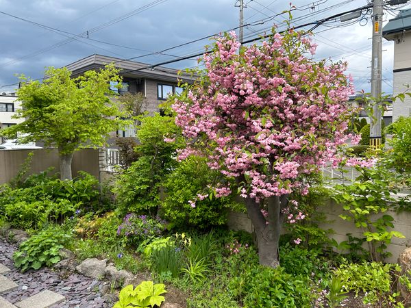 平岡公園東4丁目 戸建 庭 平岡公園東4丁目 戸建 庭